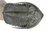 Flying Zlichovaspis Trilobite - Atchana, Morocco #248831-3